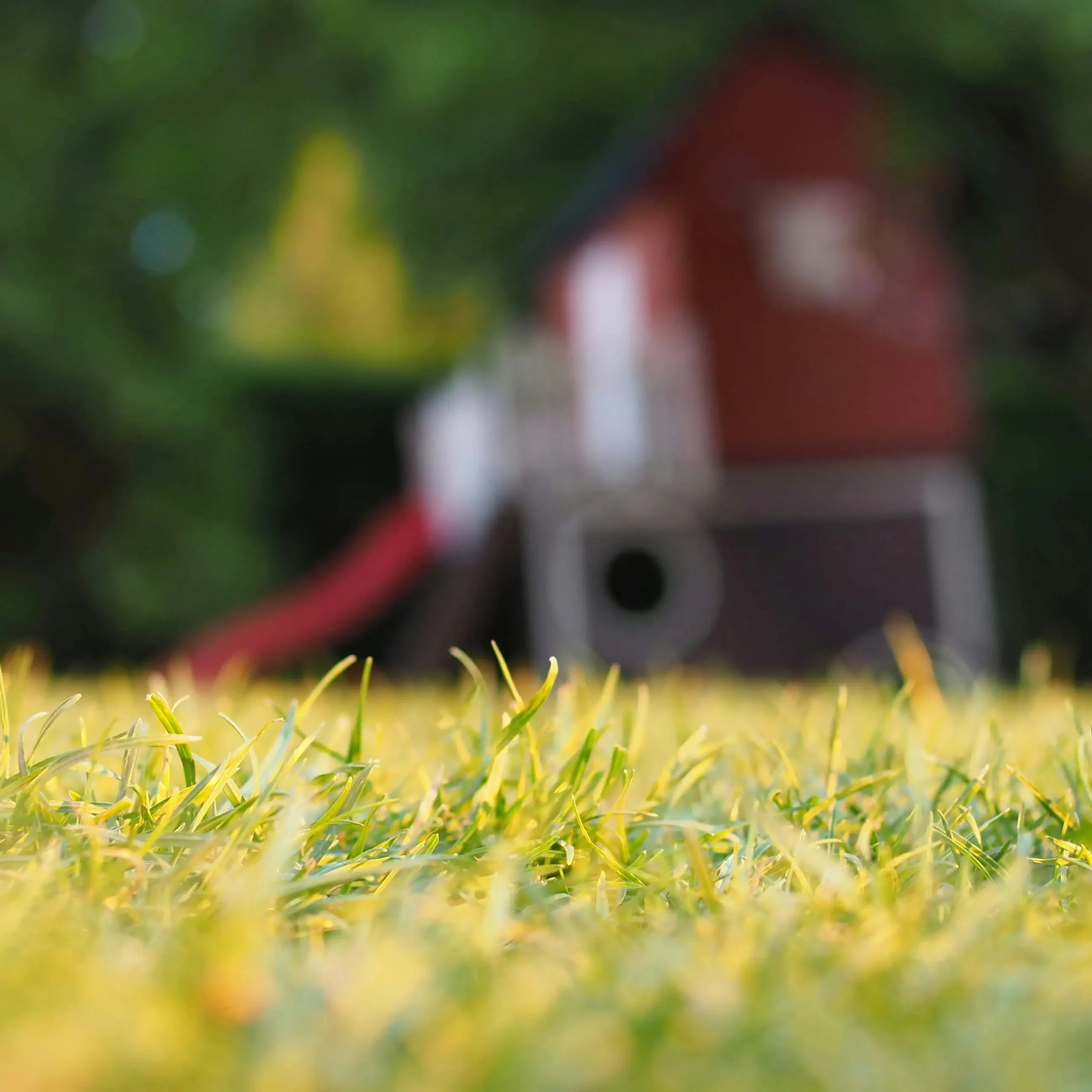 backyard unfocus 1 1